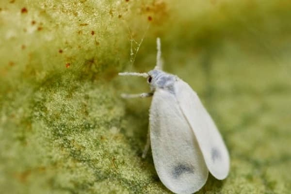 pollen poudreux