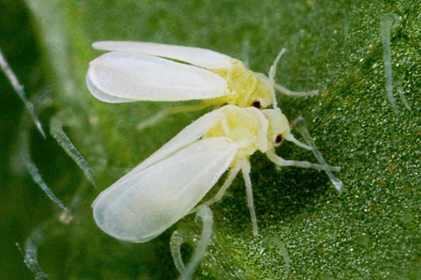 vastaan ​​whitefly