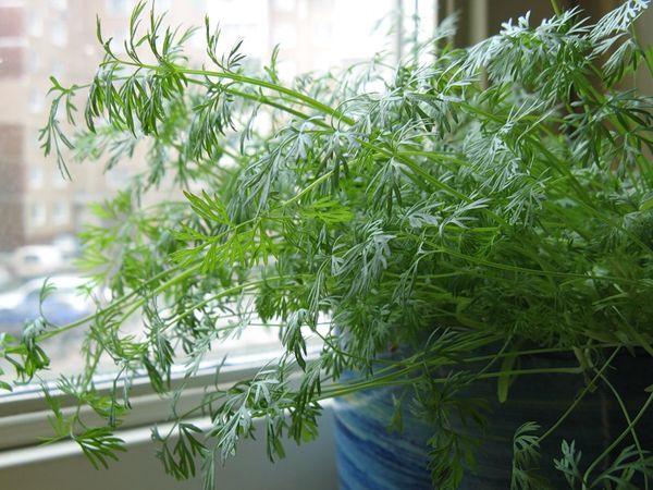 dill on the windowsill