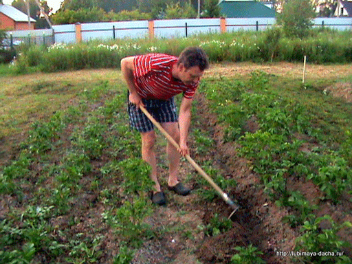 soins de la pomme de terre