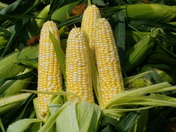 corn harvest