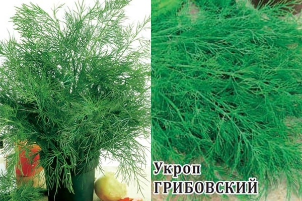 dill seeds of the Gribovsky variety