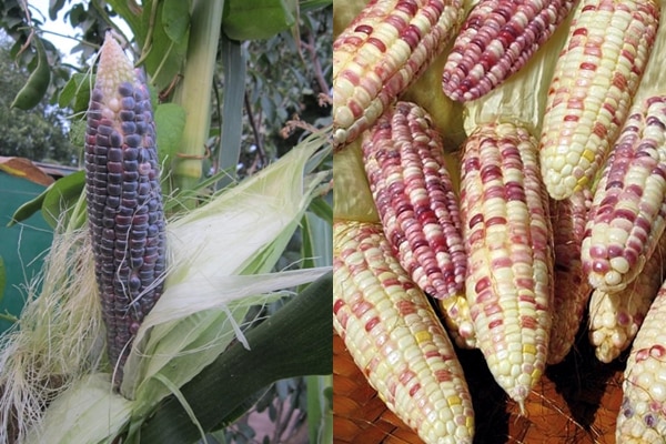 Appearance of Black Pearl corn