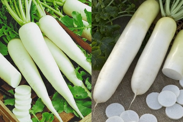 vzhľad Daikon Dubinushka