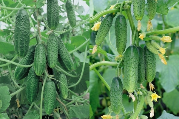 cucumber bushes Garland f1