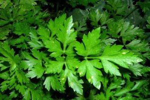 Medicinal properties and contraindications of parsley in diabetes mellitus