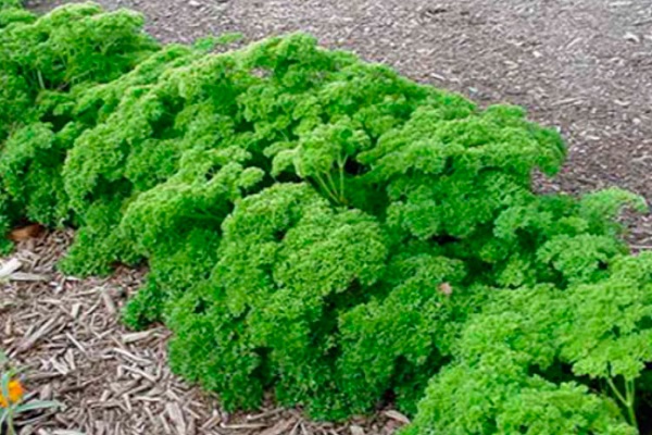 récolte pour les cornichons