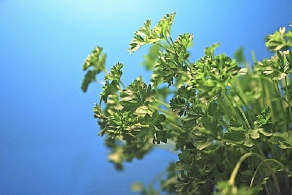 corrugated leaves