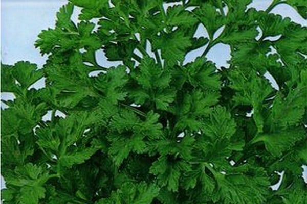 perejil de hoja