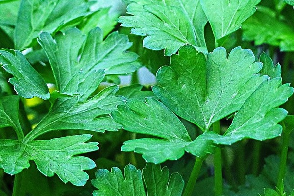 placa de hoja