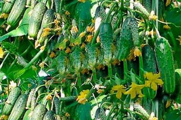 appearance of cucumbers Garland f1