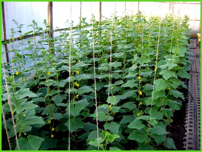 zucchini in the greenhouse