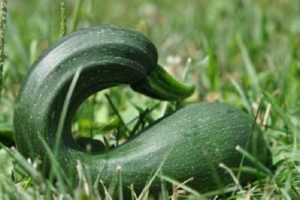 Why zucchini grow irregularly shaped, what they lack