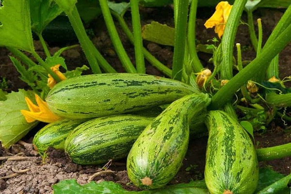 Why zucchini grow irregularly shaped, what they lack