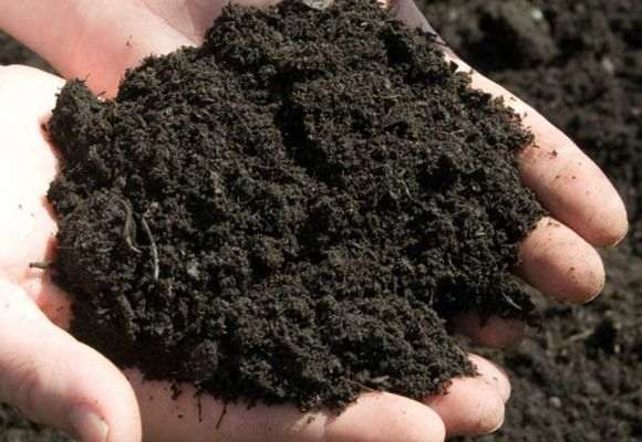 soil in hands