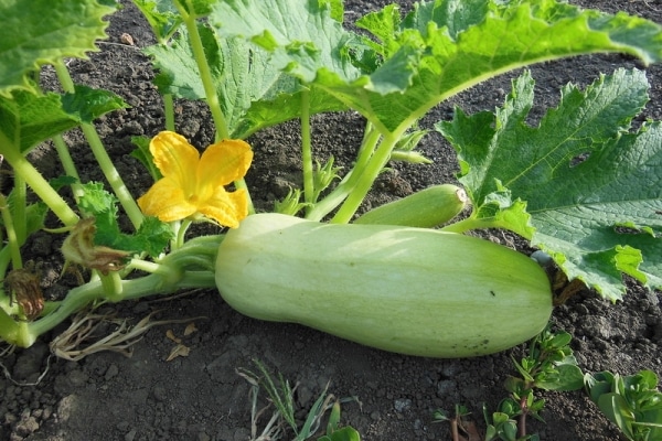 calabacín grande en el jardín