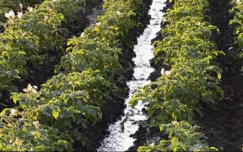 watered potatoes