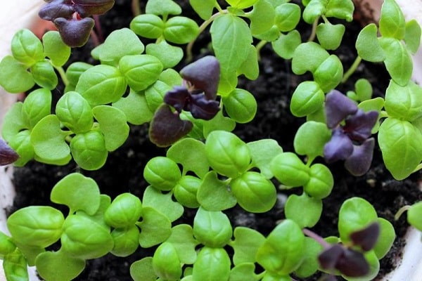 cultivar albahaca