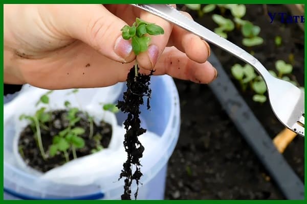 pulling plants