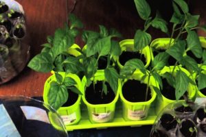 How to grow basil from seeds at home for seedlings