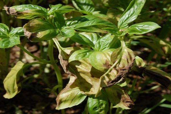 tasapainoinen monimutkainen