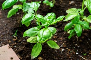 Is it possible to sow basil before winter and how to care for it