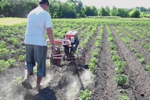 Cómo plantar y procesar papas correctamente con un tractor de empuje