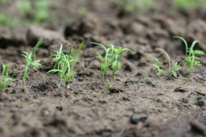 How and when to plant dill before winter, so that it is large