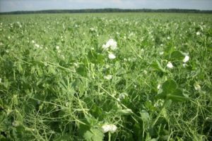 Qué plantar el próximo año después de los guisantes, los mejores predecesores en la rotación de cultivos.