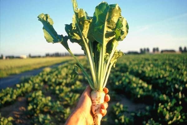 il est recommandé de planter