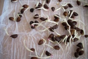 What are the benefits and harms of sprouted beans for the human body