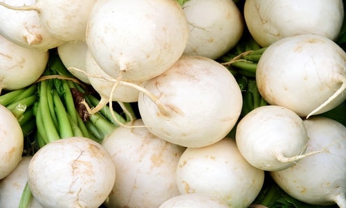 white radish