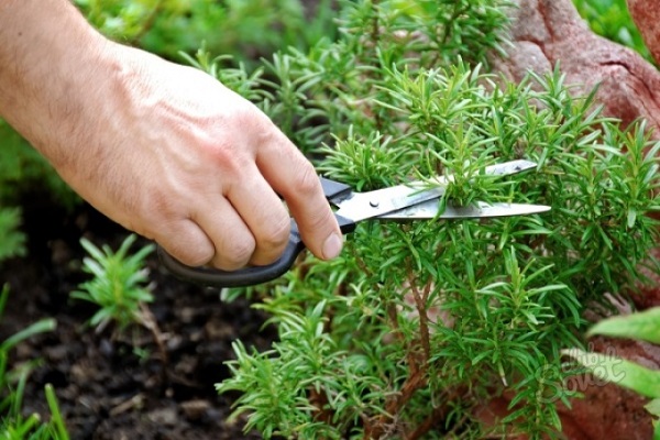 plantas floreciendo