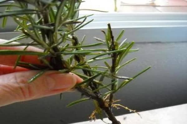 rosemary cuttings