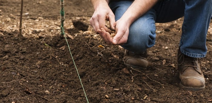 plantar semillas de rábano