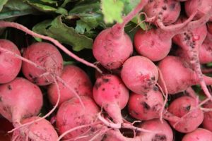 Descripción de la variedad de rábano rosado, propiedades útiles y nocivas.