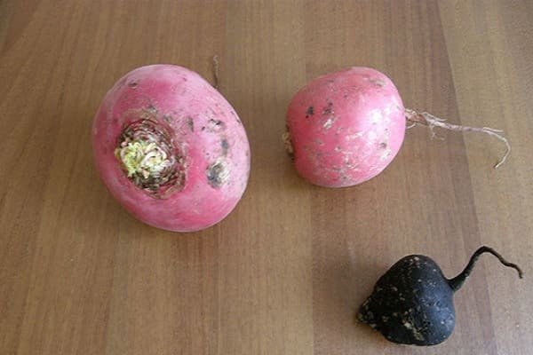 pink radish