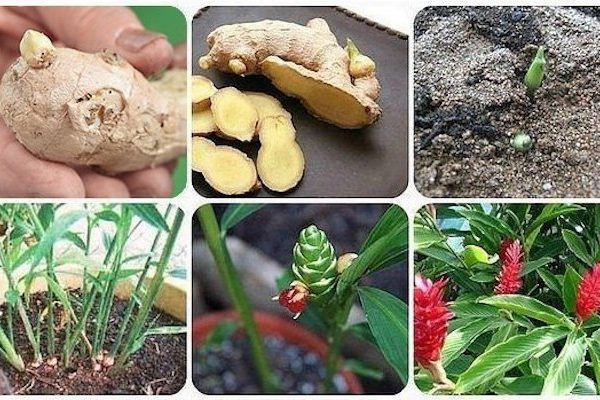 ginger growing process