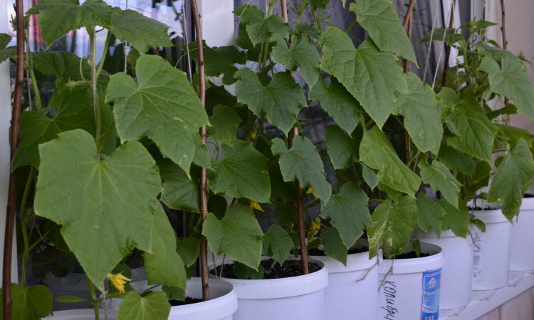 concombres sur le balcon dans des pots