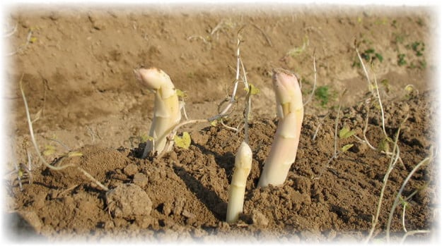 pousses d'asperges