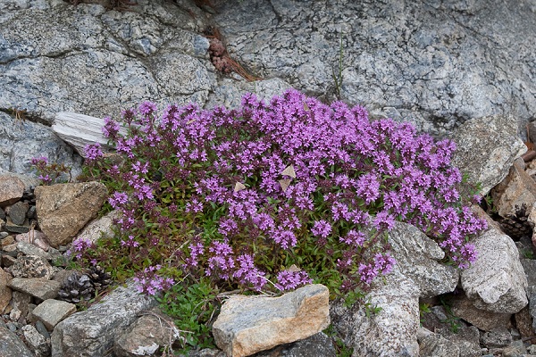 viljellä rosmariinia