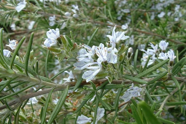 inflorescences blanches