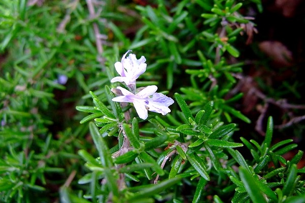 perennials rosemary