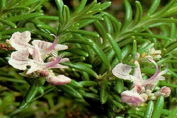 característica de la planta