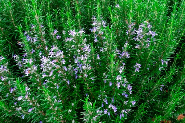 petites fleurs