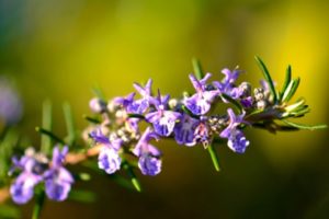 Types and varieties of rosemary with names, cultivation and care