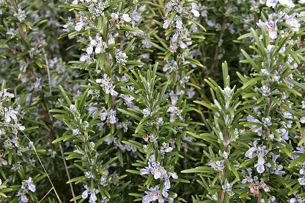 penjagaan rosemary