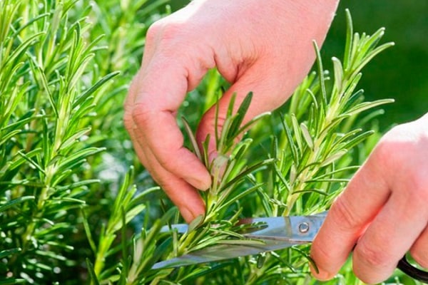 pokok renek perlu