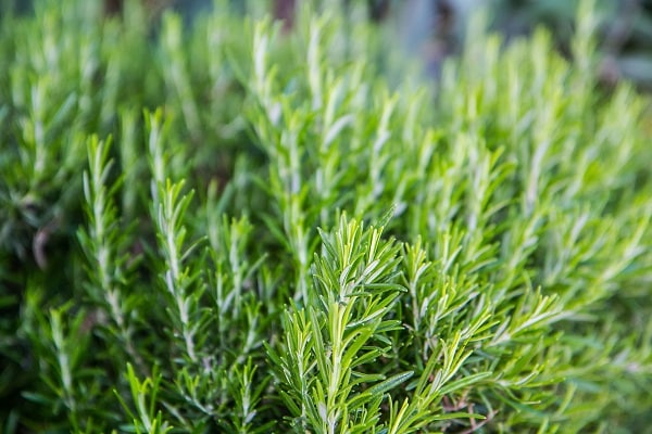 cuttings without cutting