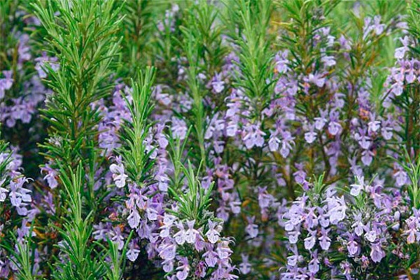 Mediterranean shrub